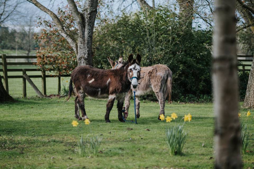 Our Resident Donkeys