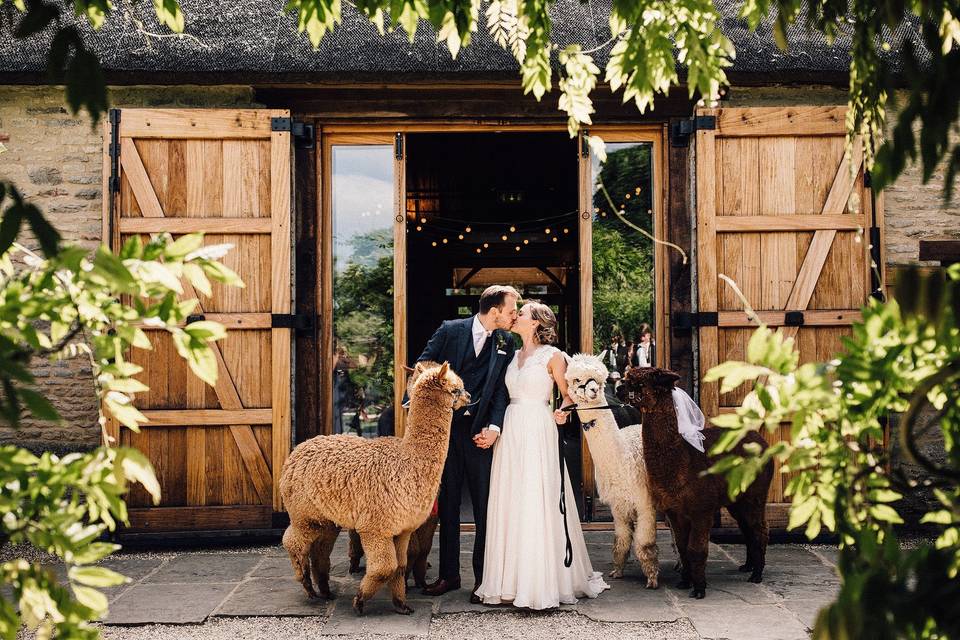 Tythe wedding with alpacas