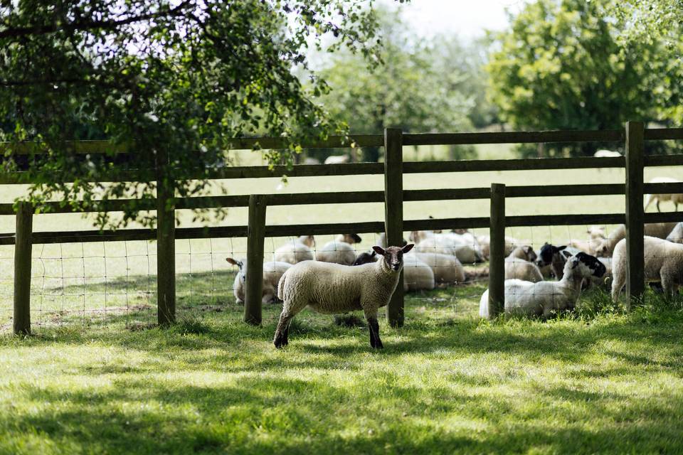 Lambs on the estate