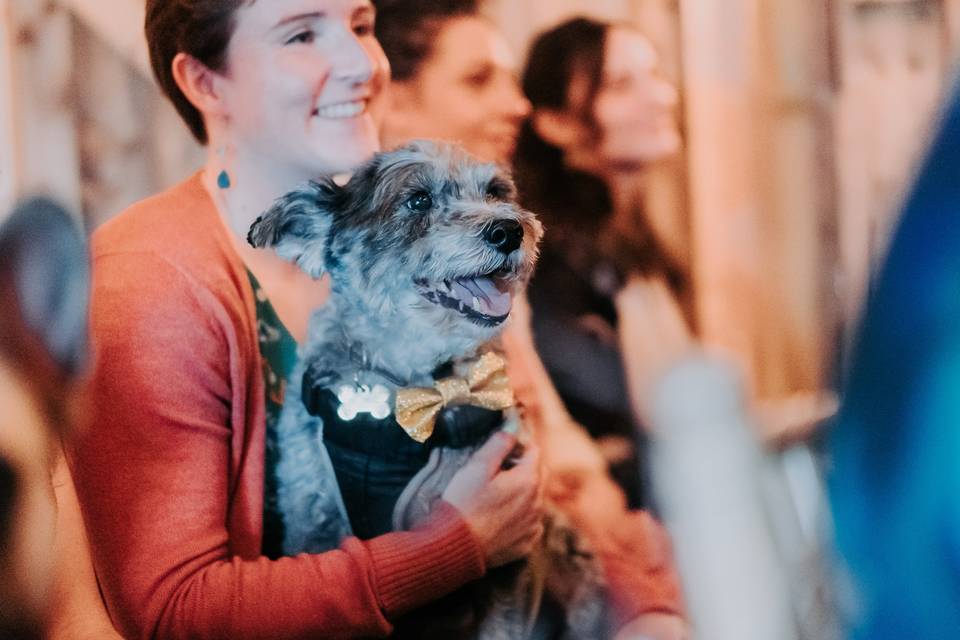Doggos1