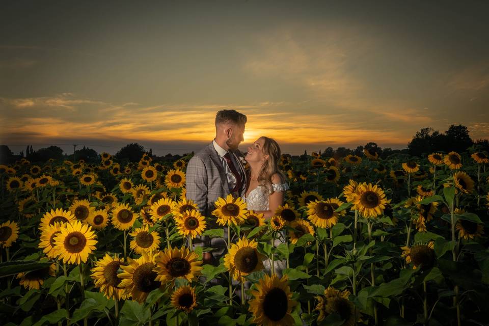 Sunflower Sunset