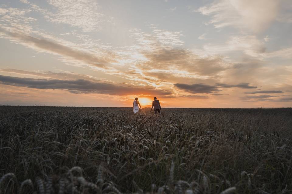 Corn Field