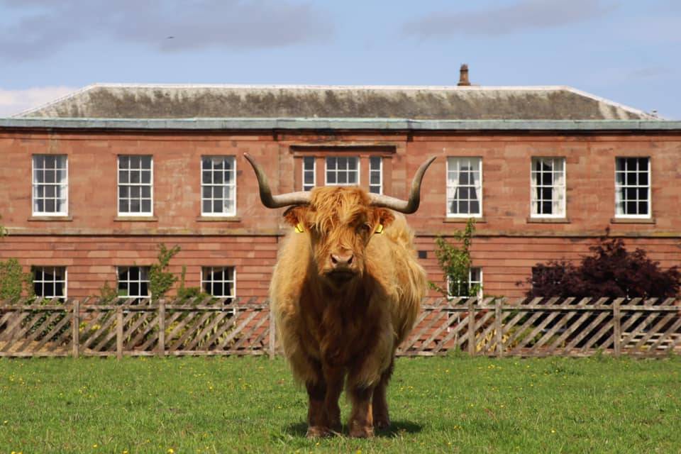 Highland Cows