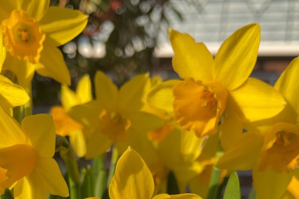 Daffs in my garden