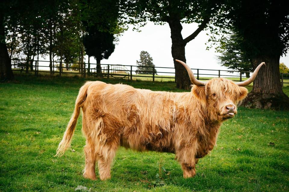 Hedsor House, Highland cow