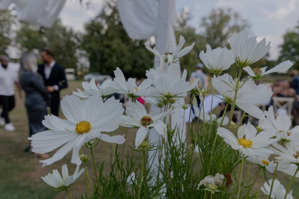 Cosmos of Barnston Lodge