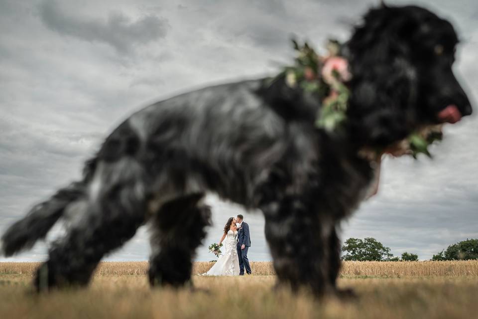 Dogs at weddings