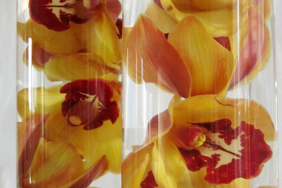 Cymbidium orchid cylinder