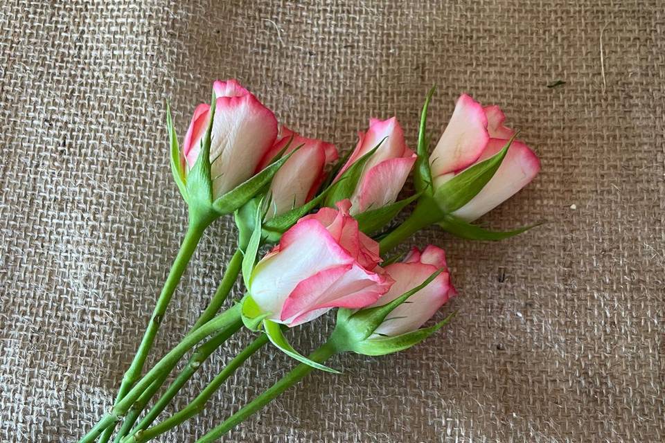Roses