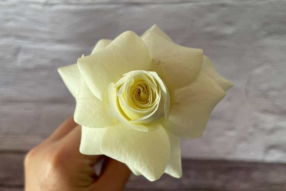 Roses