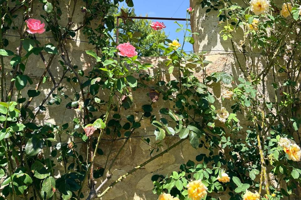 Roses