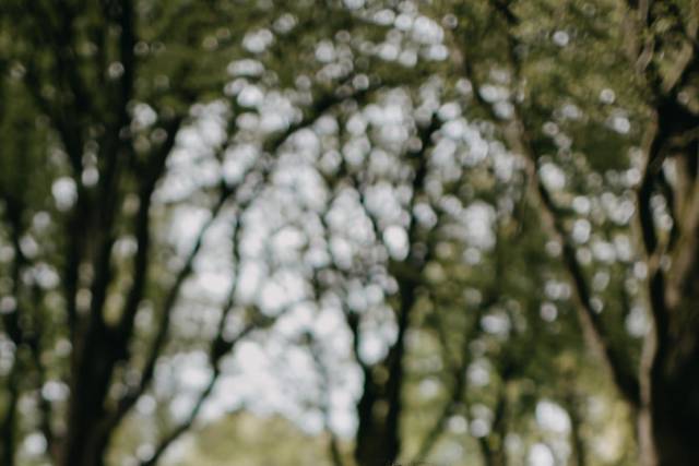 Scottish woodland elopement