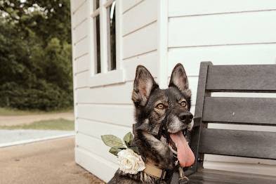 Dog Friendly