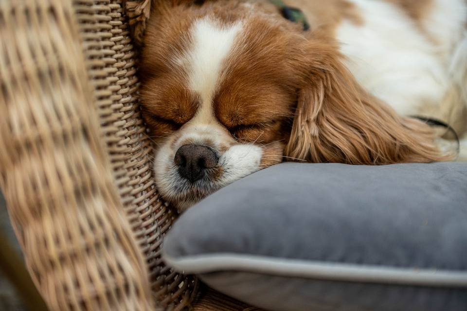 Penny relaxing