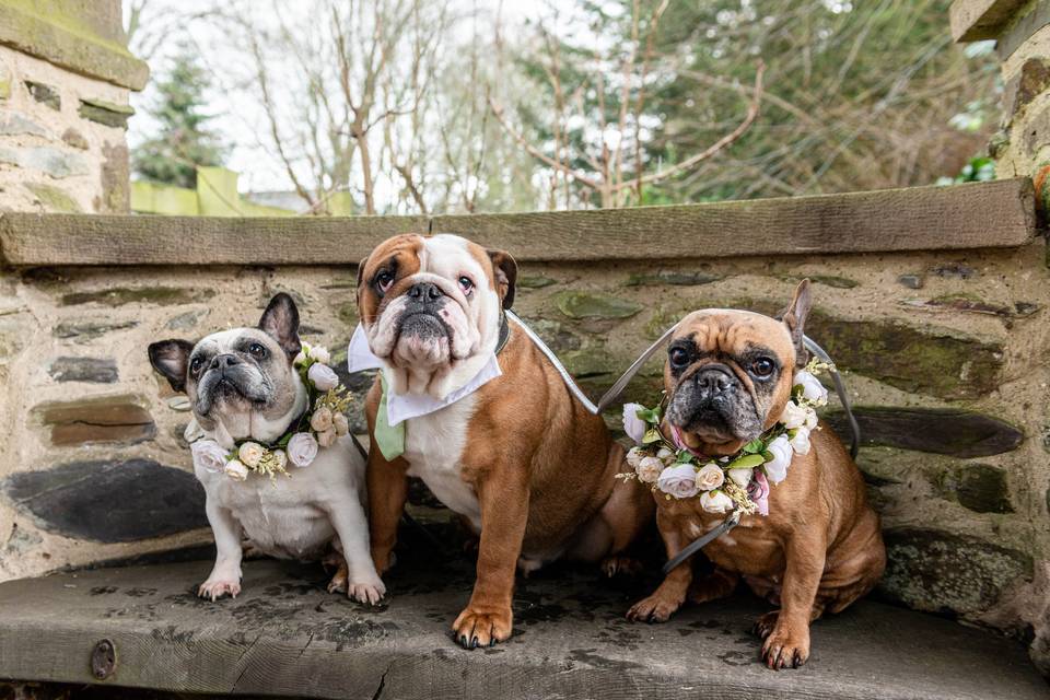 Maisie, Hank & Lola