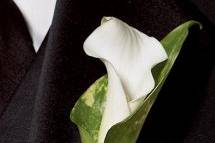 Chic White Calla Lily