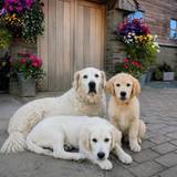 Lola, Crumble & Bear 