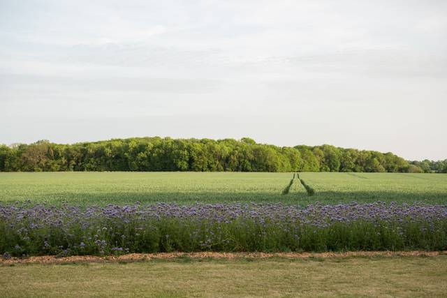 Lily End field