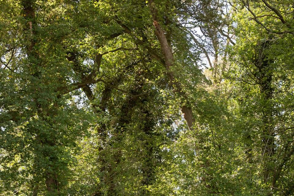 Woodland walk