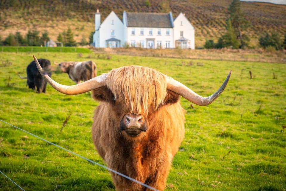 Our Wee Rescue Coos