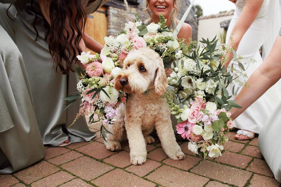 Aldwick Estate Floral Dog