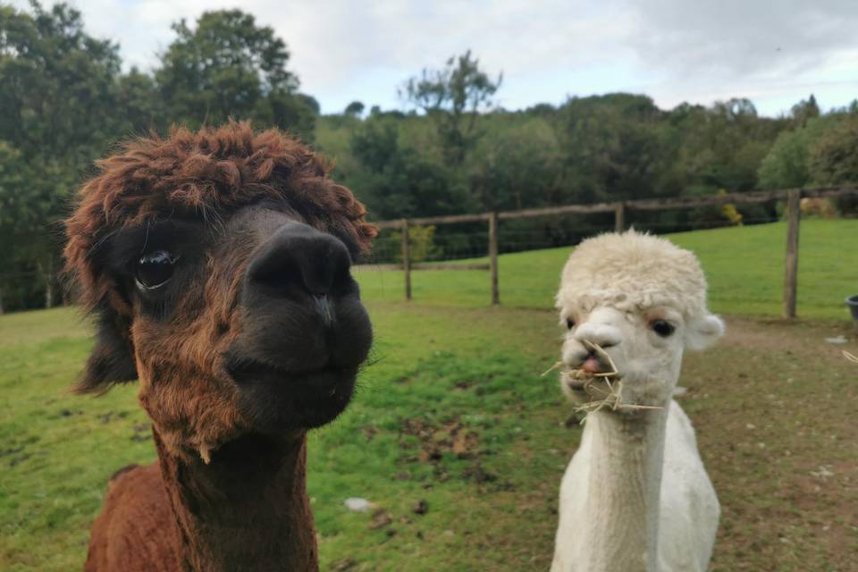 Meet the alpacas