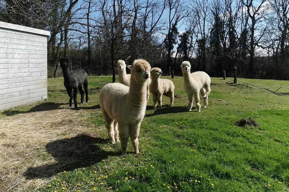 Meet the girl alpacas