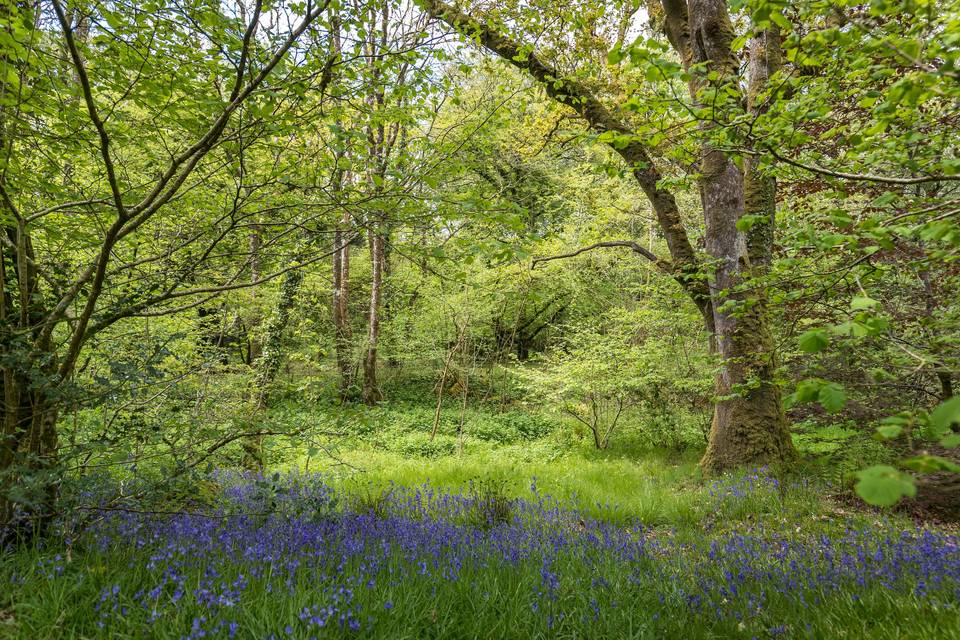 Bluebells at Wellstone