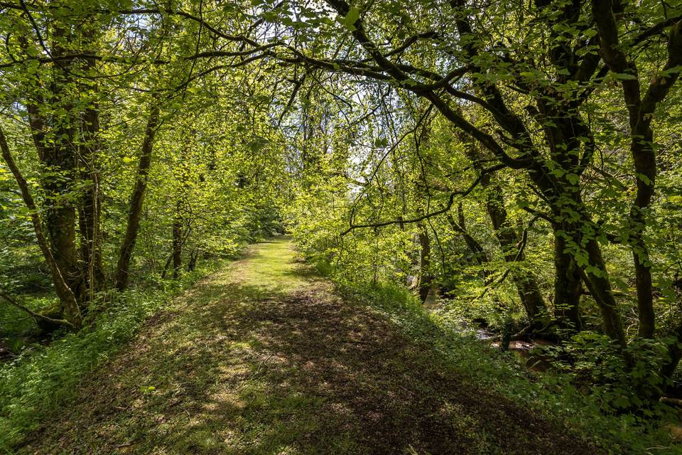 Beautiful woodland walks