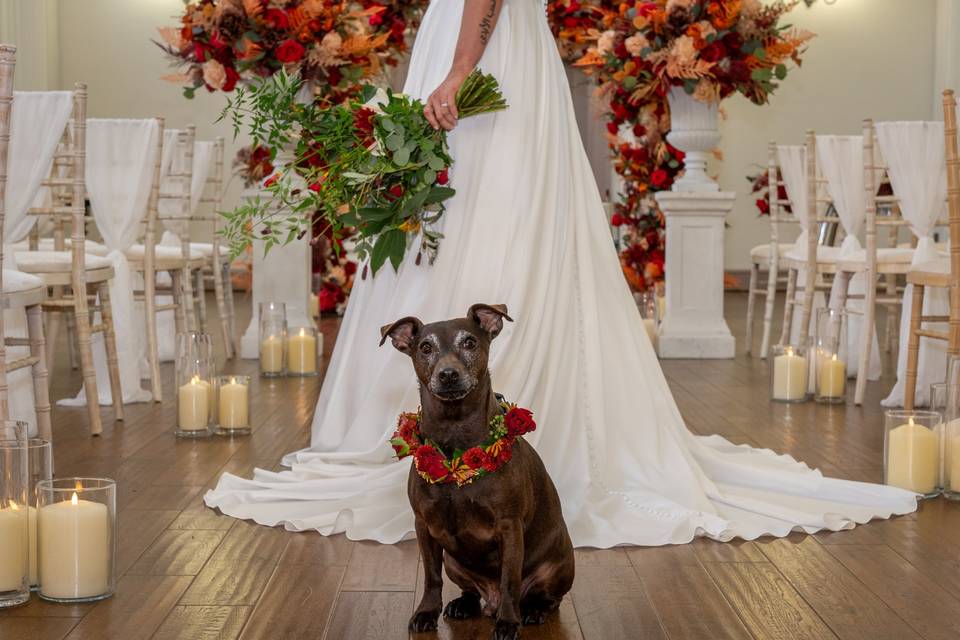 Doggy Wedding Guest