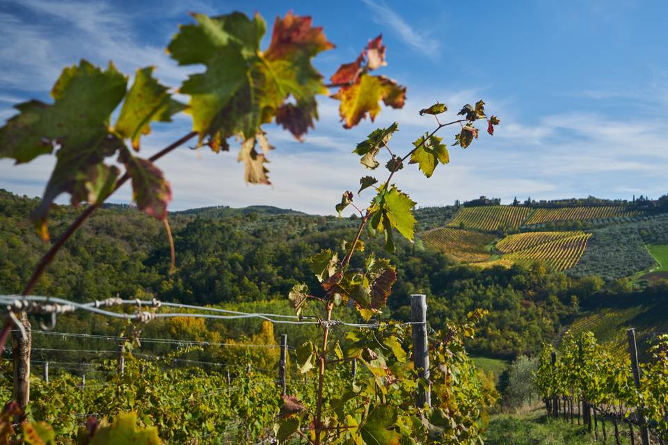 View of the vineyards