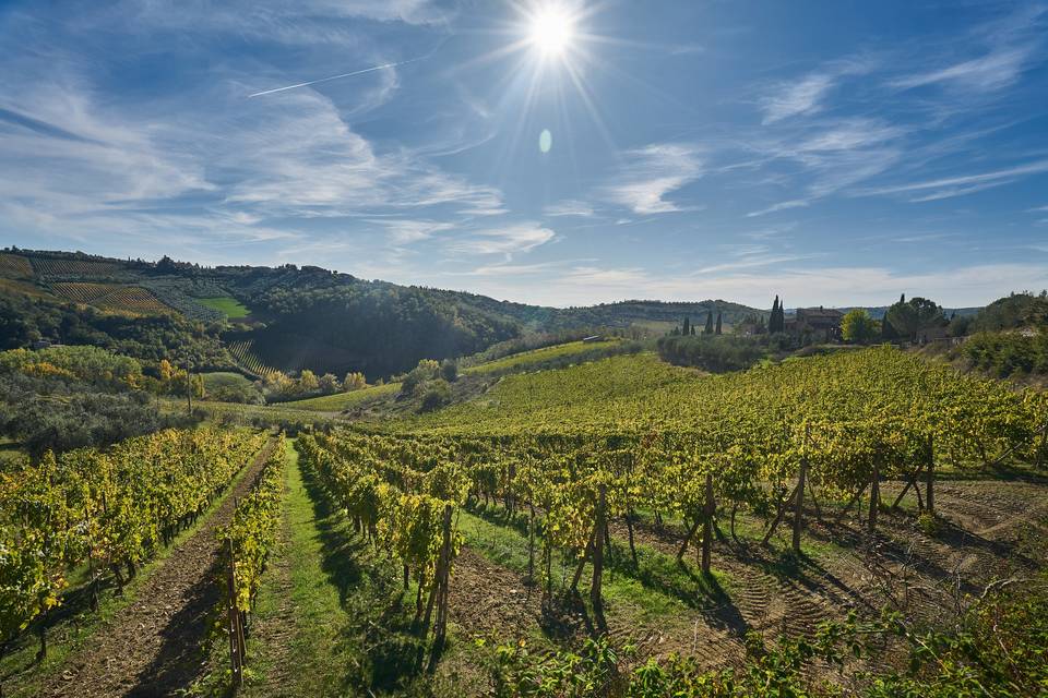 View of the vineyards