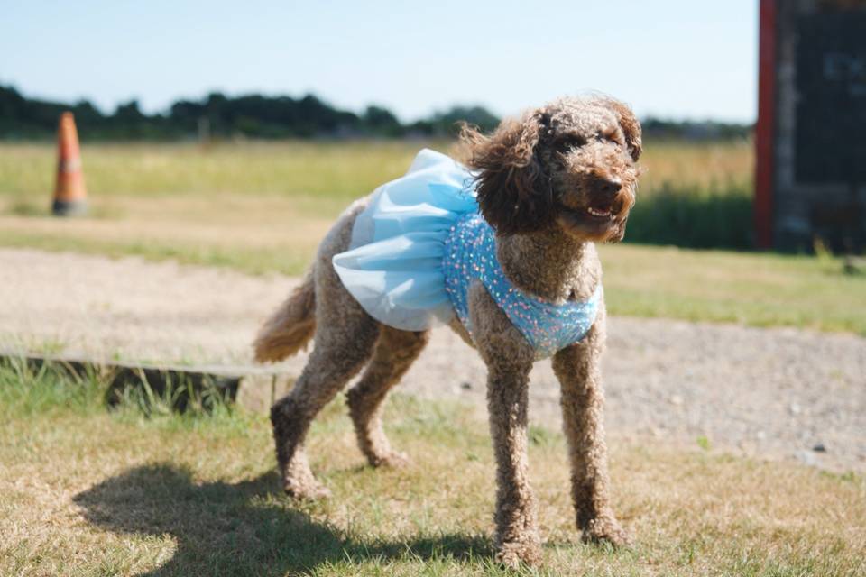 Pet's in Dresses Shots!