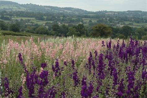 Our Fields