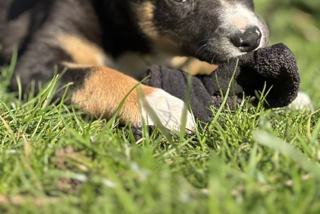 Even the pups can come !