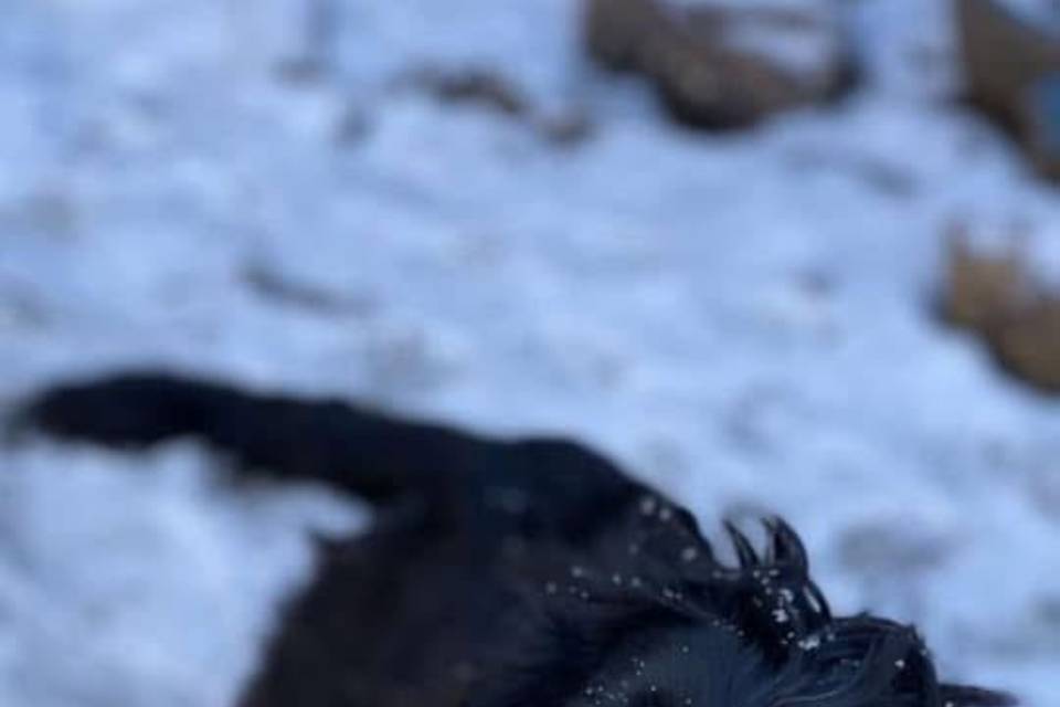 Winter wedding ?