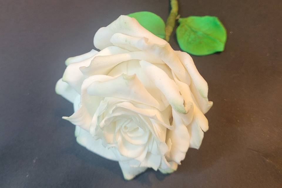 White sugar rose