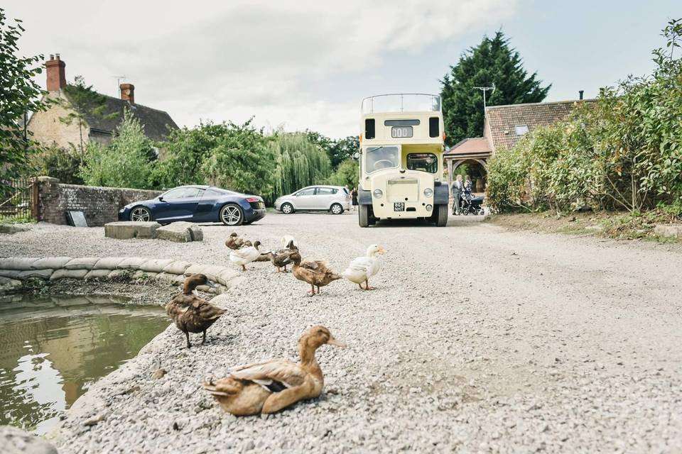 Ducks by the pond