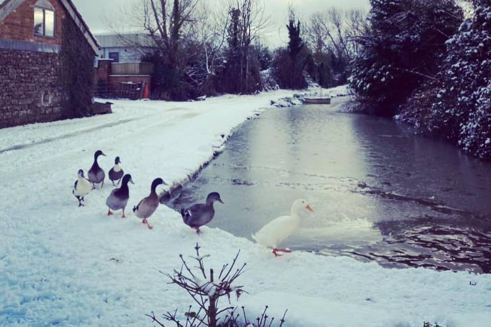 Ducks in the snow