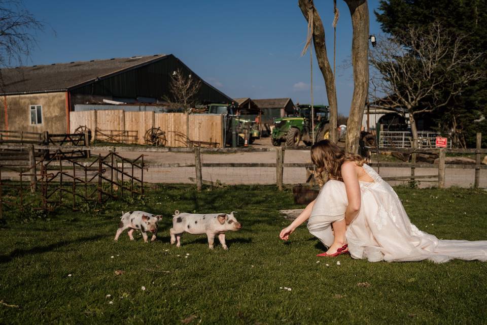 Piglets on the farm