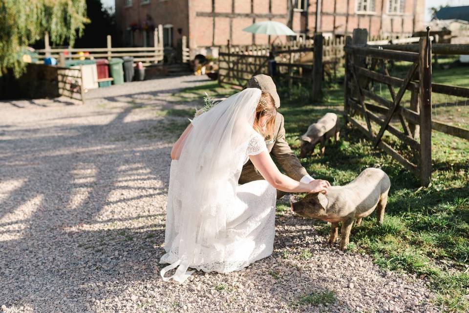 Newlyweds with farm animals