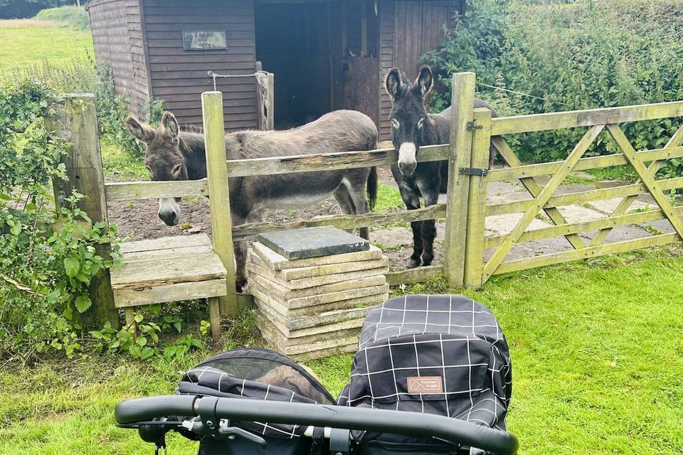 Visiting the friendly donkeys