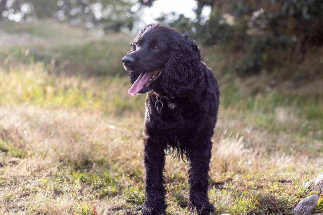 Shawbury Paws