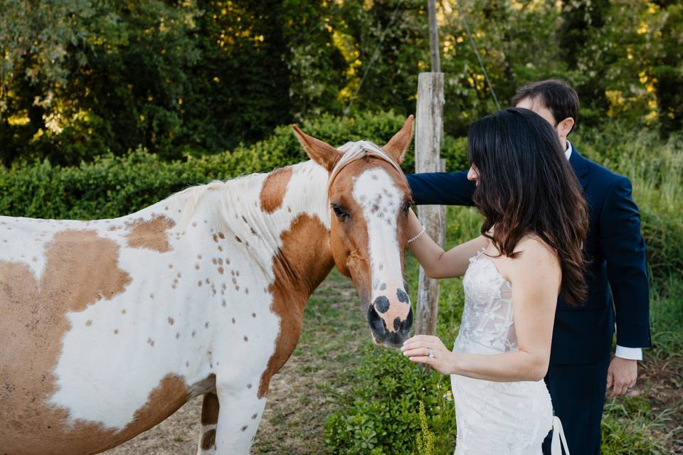 Horse and bride