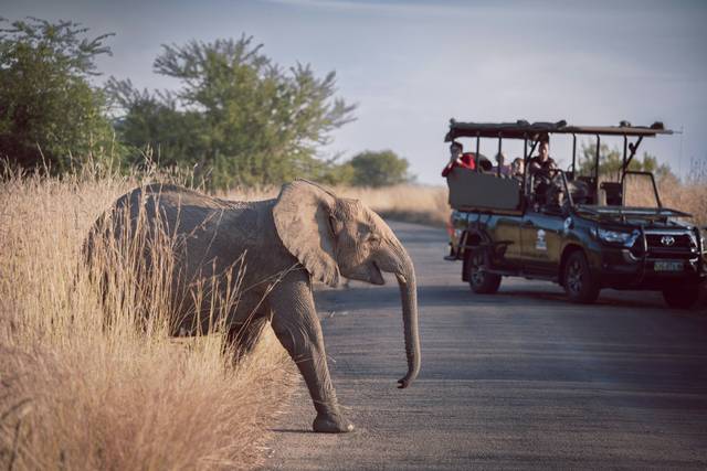 Safari