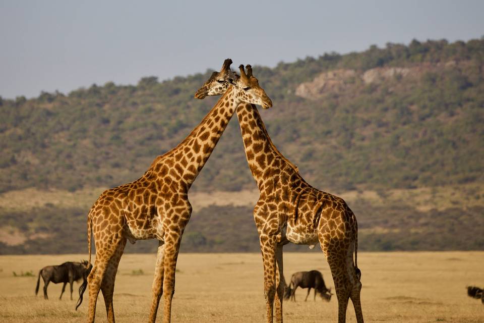 Safari Honeymoon