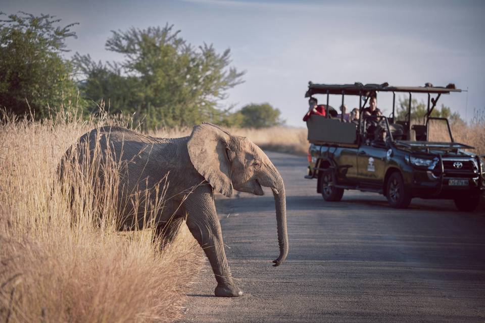 Safari