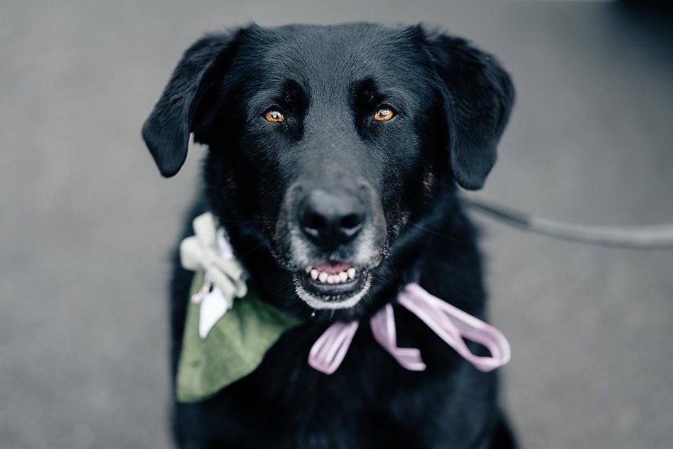 Dogs at weddings