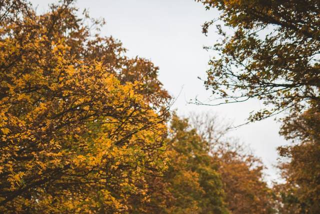 Autumn Portraits