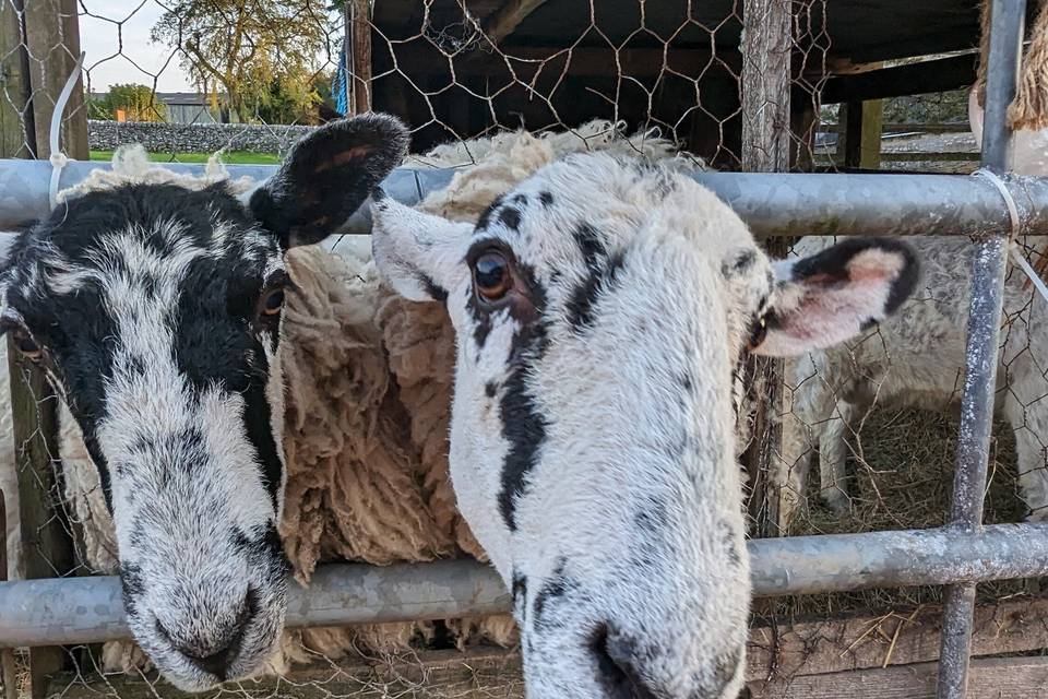 Dolly and Mary the sheep